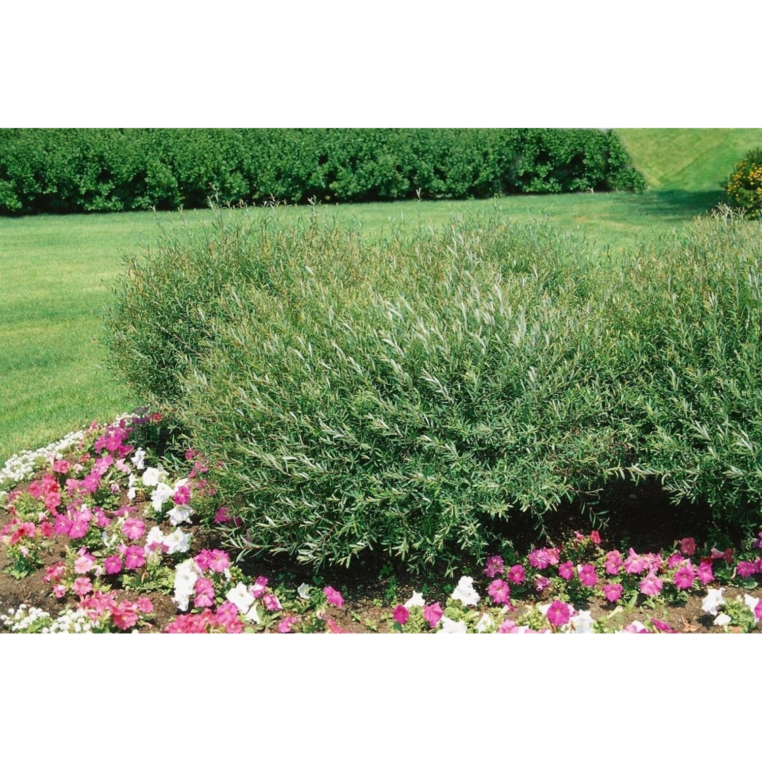 Salix purpurea 'Nana' 125-150 cm günstig online kaufen