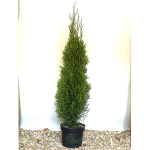 Baumfink Thuja Smaragd im Topf, immergrüne Heckenpflanze mit smaragdgrünen Nadeln.