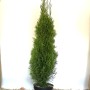 Baumfink Thuja Smaragd im Topf, immergrüne Heckenpflanze mit smaragdgrünen Nadeln.