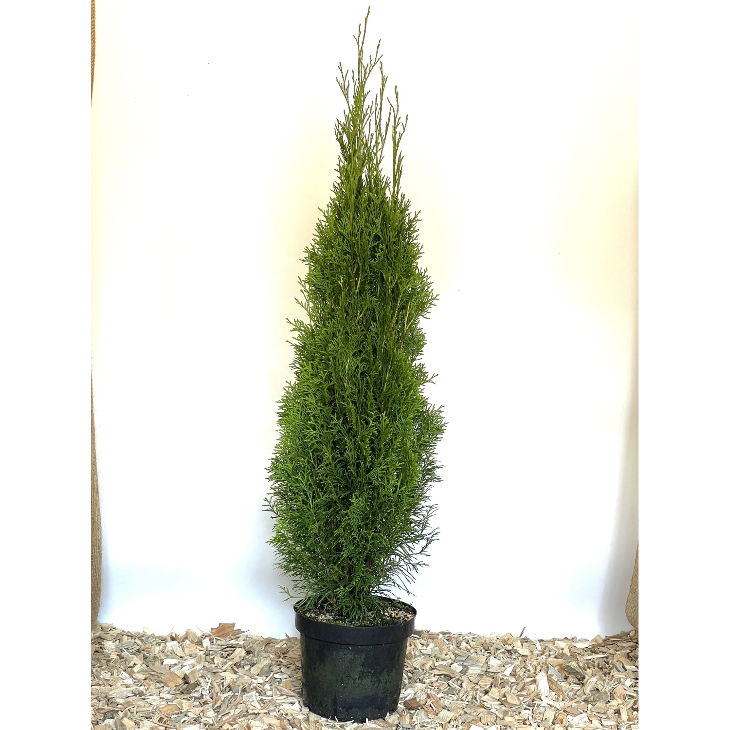 Baumfink Thuja Smaragd im Topf 15-30cm