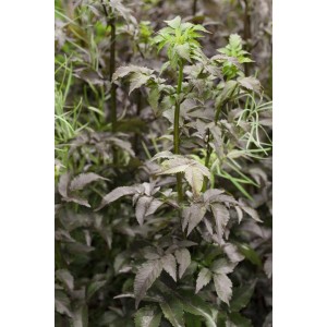 Dunkelvioletter Schwarzer Holunder 'Black Tower' (Sambucus Nigra), 80-100 cm hoch.