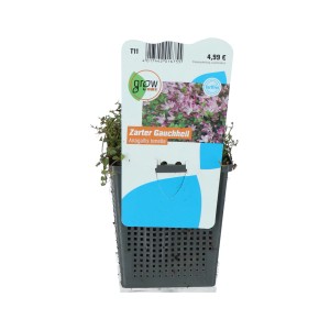 Zarter Gauchheil Rosa-Pink im Topf, eine seltene Teichpflanze für naturnahe Gärten.