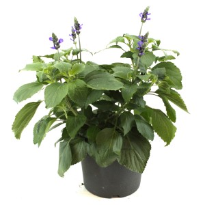 GROW by OBI Mehliger Salbei (Salvia farinacea) mit violetten Blüten im Topf, ca. 28 cm hoch.