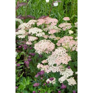 Schafgarbe 'Cassis' im 9x9 cm Topf mit zartrosa Blütenständen im Gartenbeet.