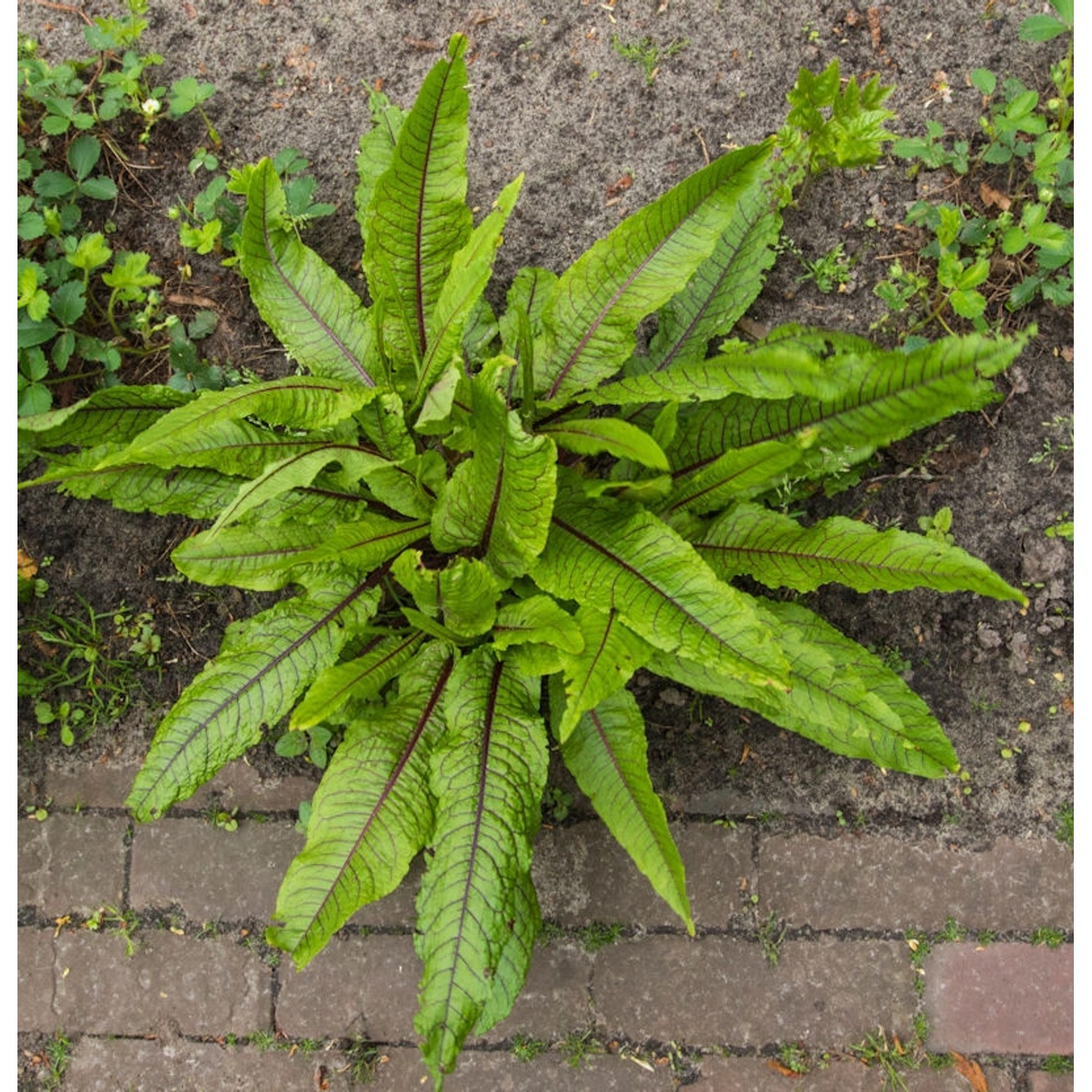 Blut Ampfer - Rumex sanguineus günstig online kaufen