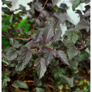 Blasenspiere 'Darts Red' mit dunkelroten Blättern, Strauch für Garten und Beet.