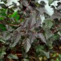 Blasenspiere 'Darts Red' mit dunkelroten Blättern, Strauch für Garten und Beet.