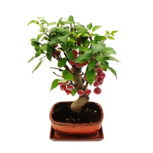 Zierapfel Bonsai (ca. 12 Jahre alt) in brauner Schale mit kleinen roten Äpfeln und grünen Blättern.