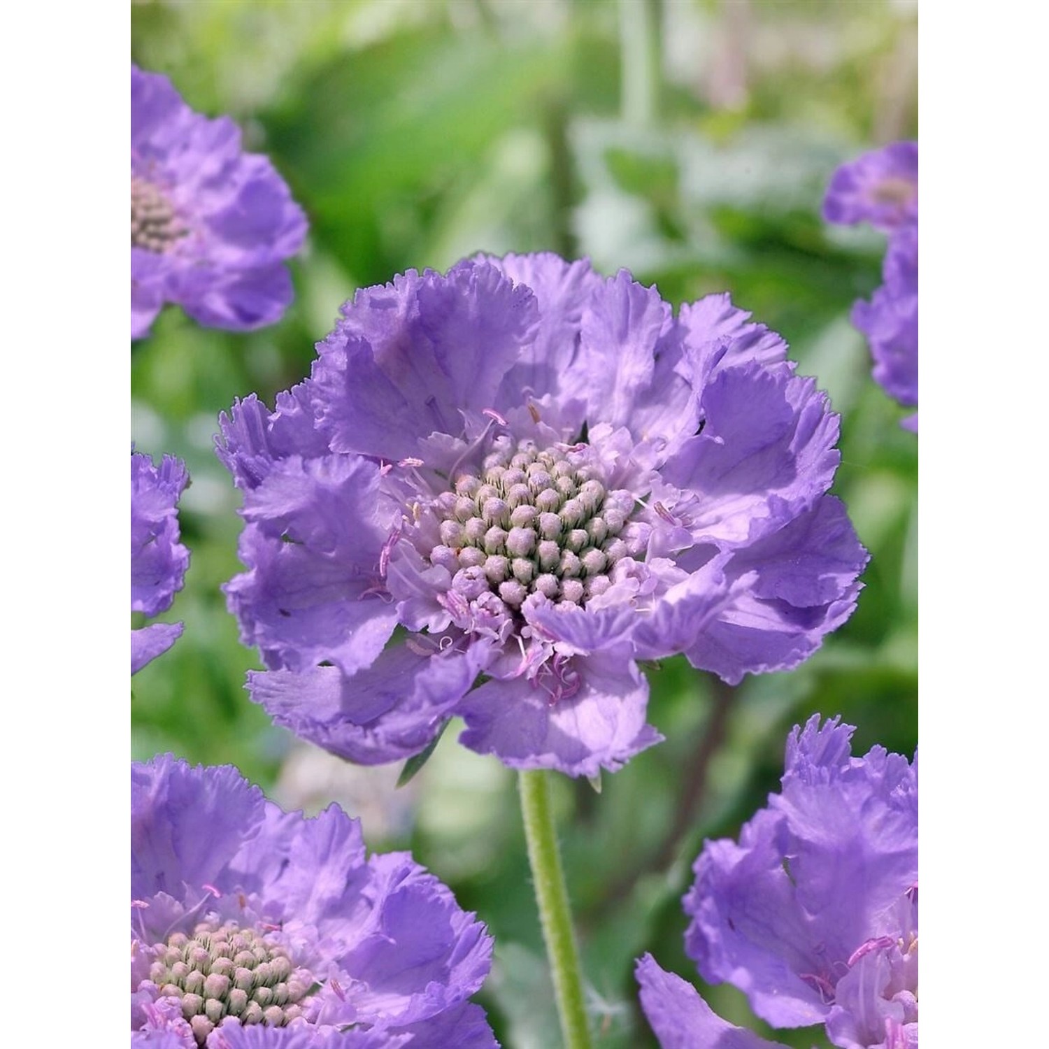 Scabiosa Caucasica Clive Greaves Kaukasische Skabiose Ca. 9x9 cm Topf günstig online kaufen
