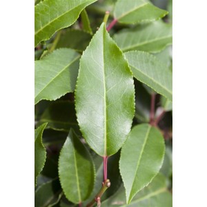 Detailaufnahme der grünen Blätter einer Prunus lusitanica 'Angustifolia' Heckenpflanze.