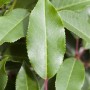 Detailaufnahme der grünen Blätter einer Prunus lusitanica 'Angustifolia' Heckenpflanze.