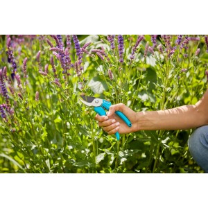 Gartenschere Classic von Gardena im Einsatz beim Schneiden von Lavendel.