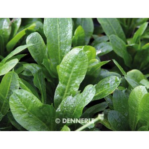 Dennerle Aquariumpflanze Echinodorus grisebachii Tropica, grüne Vordergrundpflanze.