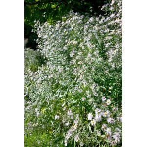 Aster Tongolensis Wartburgstern, violette Sommeraster im 9x9 cm Topf.