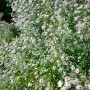 Aster Tongolensis Wartburgstern, violette Sommeraster im 9x9 cm Topf.