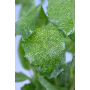 Detailaufnahme der Blätter einer GROW by OBI Korbmarante Network mit markanter Blattzeichnung.