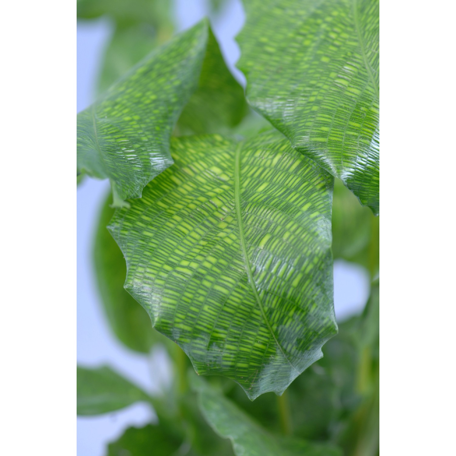 Detailaufnahme der Blätter einer GROW by OBI Korbmarante Network mit markanter Blattzeichnung.