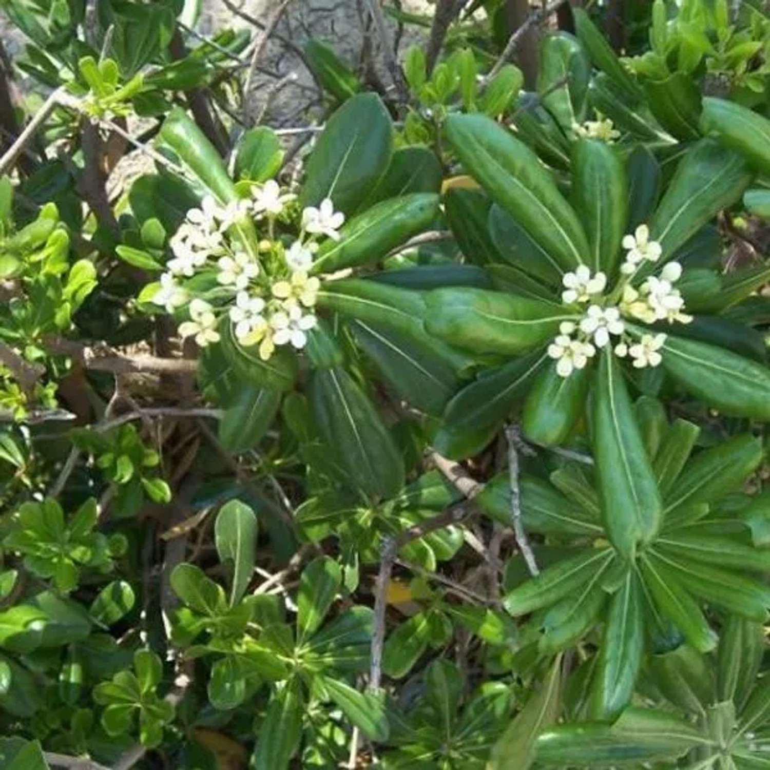 Pittosporum Pittosporum tobira 50 bis 60 cm im Container Dunkelgrünes Laub