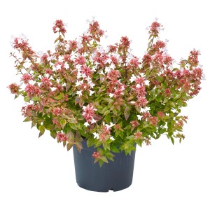 Abelie Lady Summerdream im Topf: Wintergrüner Strauch mit rosa Blüten und gelb-grünen Blättern.