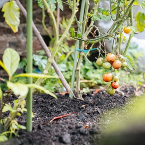 Tomatenpflanze mit reifen und unreifen Tomaten im Foliengewächshaus.