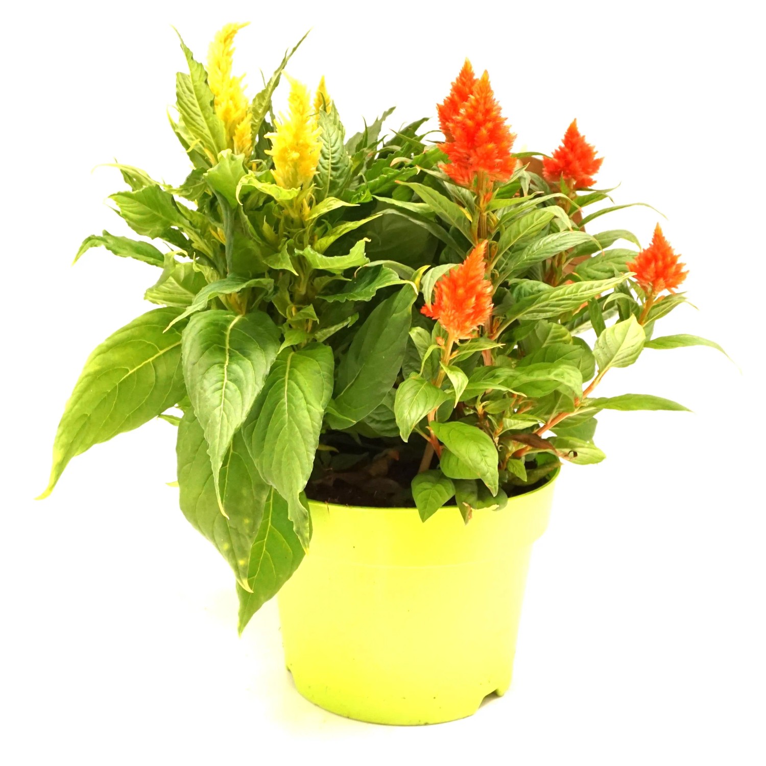 Celosia bienenfreundliche Balkonpflanze pflegeleicht 19 cm Topf kaufen bei  OBI