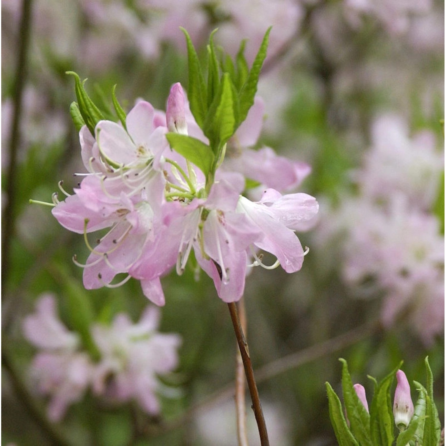 Wildform Rhododendron vaseyi 50-60cm günstig online kaufen