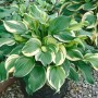 Herzblattlilie Hosta Ventricosa im 9x9 cm Topf, grüne Blätter mit hellem Rand. Schattenstaude für Beet und Kübel.