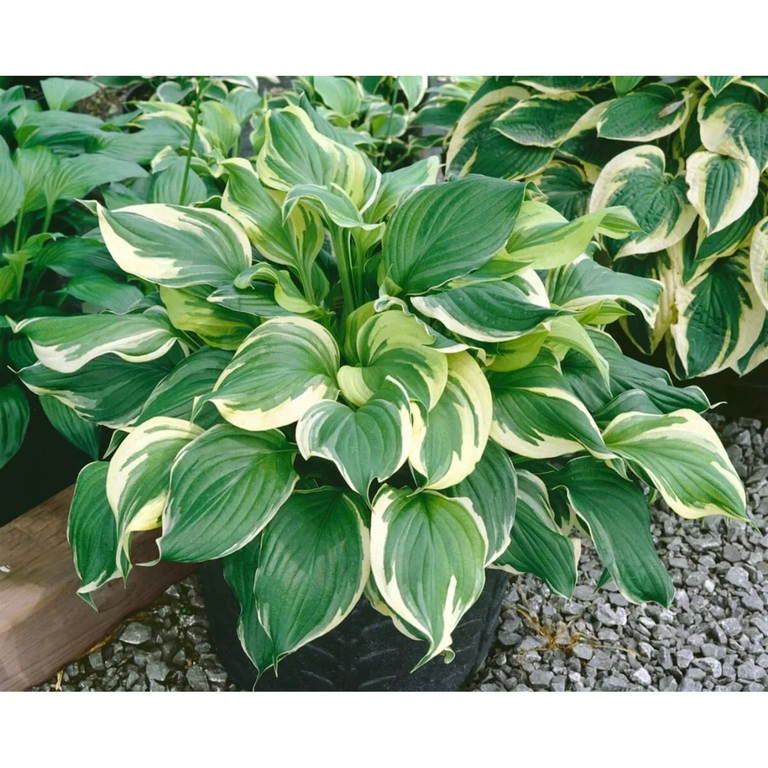 Herzblattlilie Hosta Ventricosa im 9x9 cm Topf, grüne Blätter mit hellem Rand. Schattenstaude für Beet und Kübel.