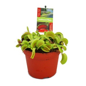 Venusfliegenfalle (Dionaea Muscipula) im 12cm Topf, eine exotische, fleischfressende Pflanze.