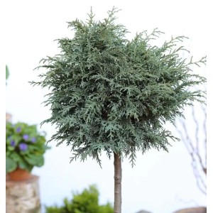 Hochstamm Kissenzypresse Caesia 40-60cm - Chamaecyparis lawsoniana