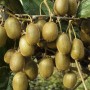 Reife, selbstfruchtende Kiwi 'Jenny' (Actinidia chinensis) am Spalier. Kletterpflanze mit vielen Früchten.