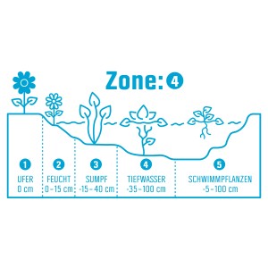 Grafik: Teichzonen für Teichpflanzen, von Ufer bis Schwimmpflanzen, Tiefenangaben in cm.