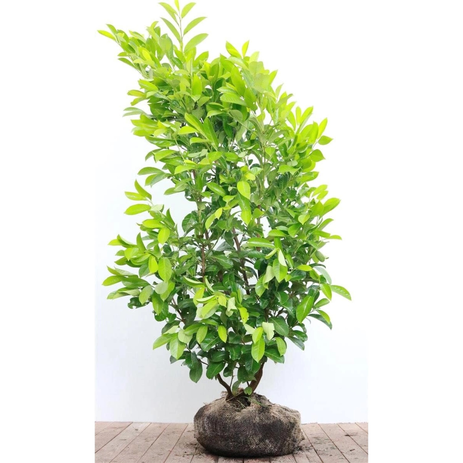 Prunus laurocerasus 'Rotundifolia' 150-175 cm günstig online kaufen