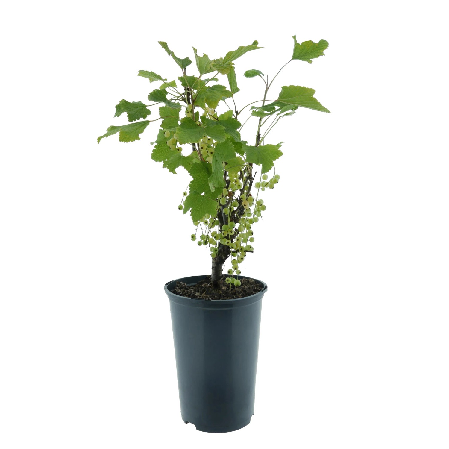 Johannisbeere Weiße Versailler BIO Weiß Höhe ca. 30-40 cm Topf ca. 3, Ribes