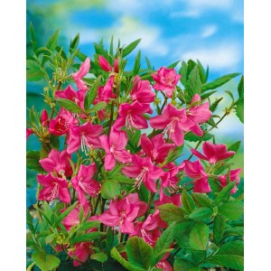 Rosa blühender Rhododendron Albrechtii Strauch, 50–60 cm hoch.