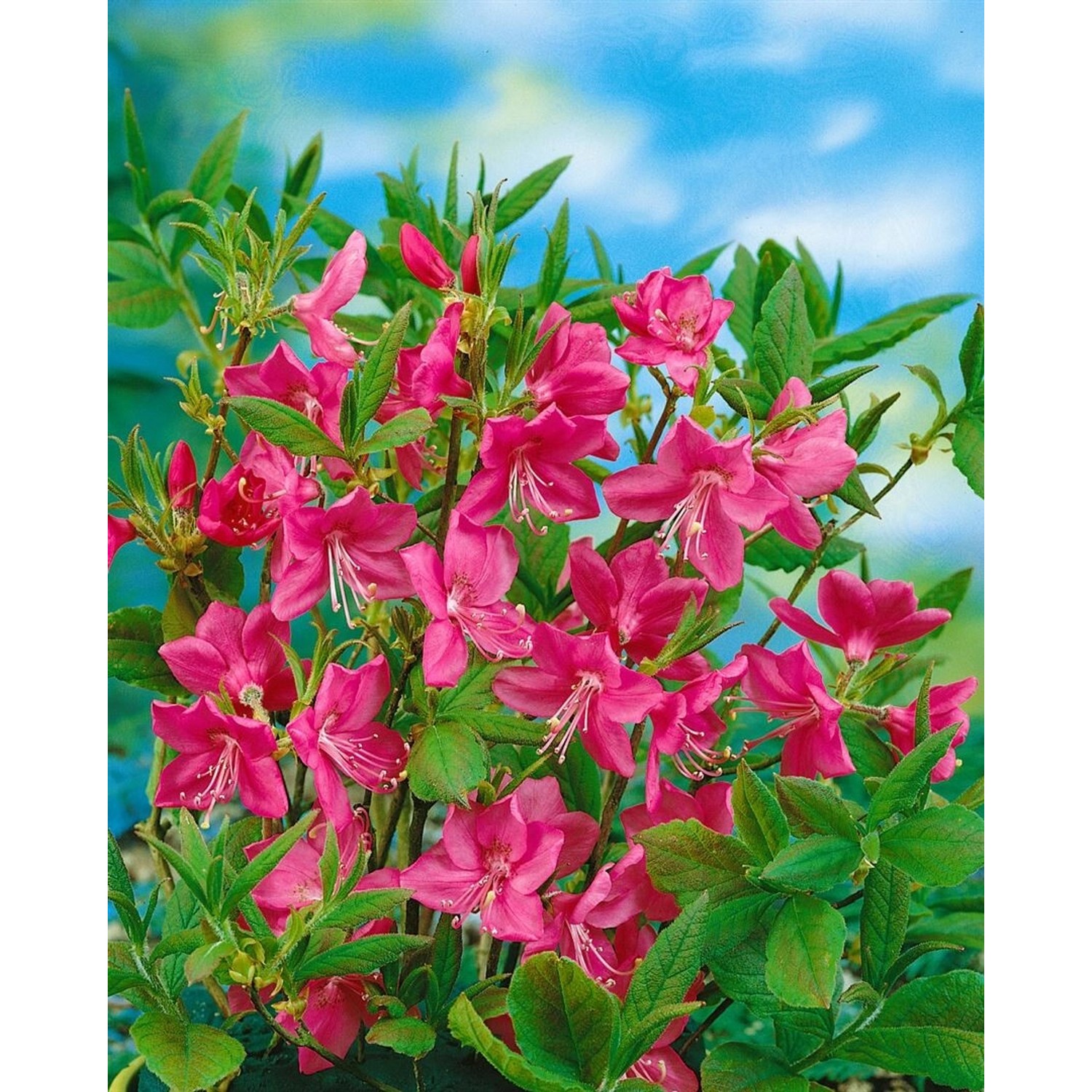 Rhododendron Albrechtii Rosa Blüten 50–60 cm günstig online kaufen