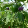 Blu Baum-Chili im Topf, grüne Früchte und violette Blüten. Küchenkräuter für scharfe Gerichte.