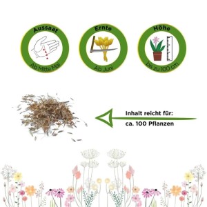 Zitronengras Samen: Samen, Aussaat ab Mitte Mai, Ernte ab Juni, Wuchshöhe bis 100 cm. Inhalt für ca. 100 Küchenkräuter-Pflanzen.
