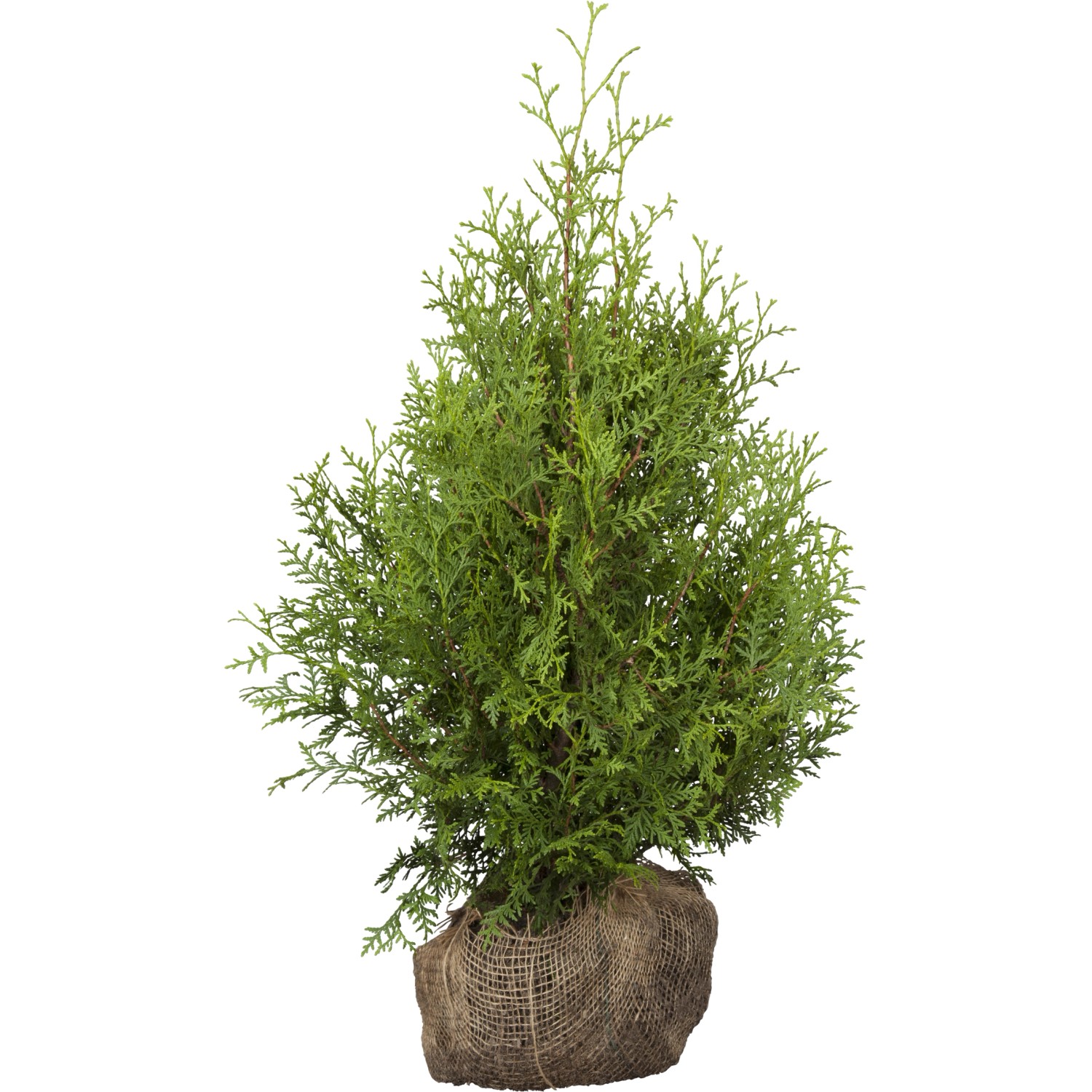 Lebensbaum Brabant Set à 120 Stück Höhe ca. 60 - 80 cm Ballenware Thuja occ günstig online kaufen