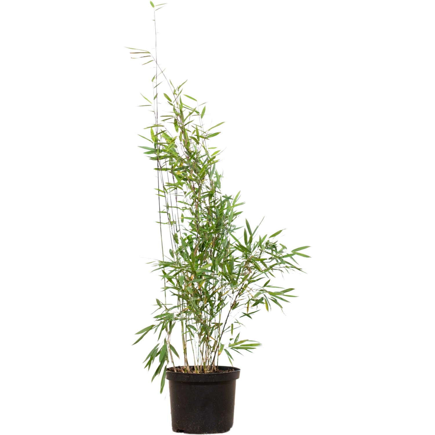 Fontänenbambus Set à 20 Stück Höhe ca. 80 - 100 cm Fargesia nitida