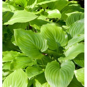 Grünblättrige Funkie Grandiflora (Hosta plantaginea) mit großen, hellgrünen Blättern.
