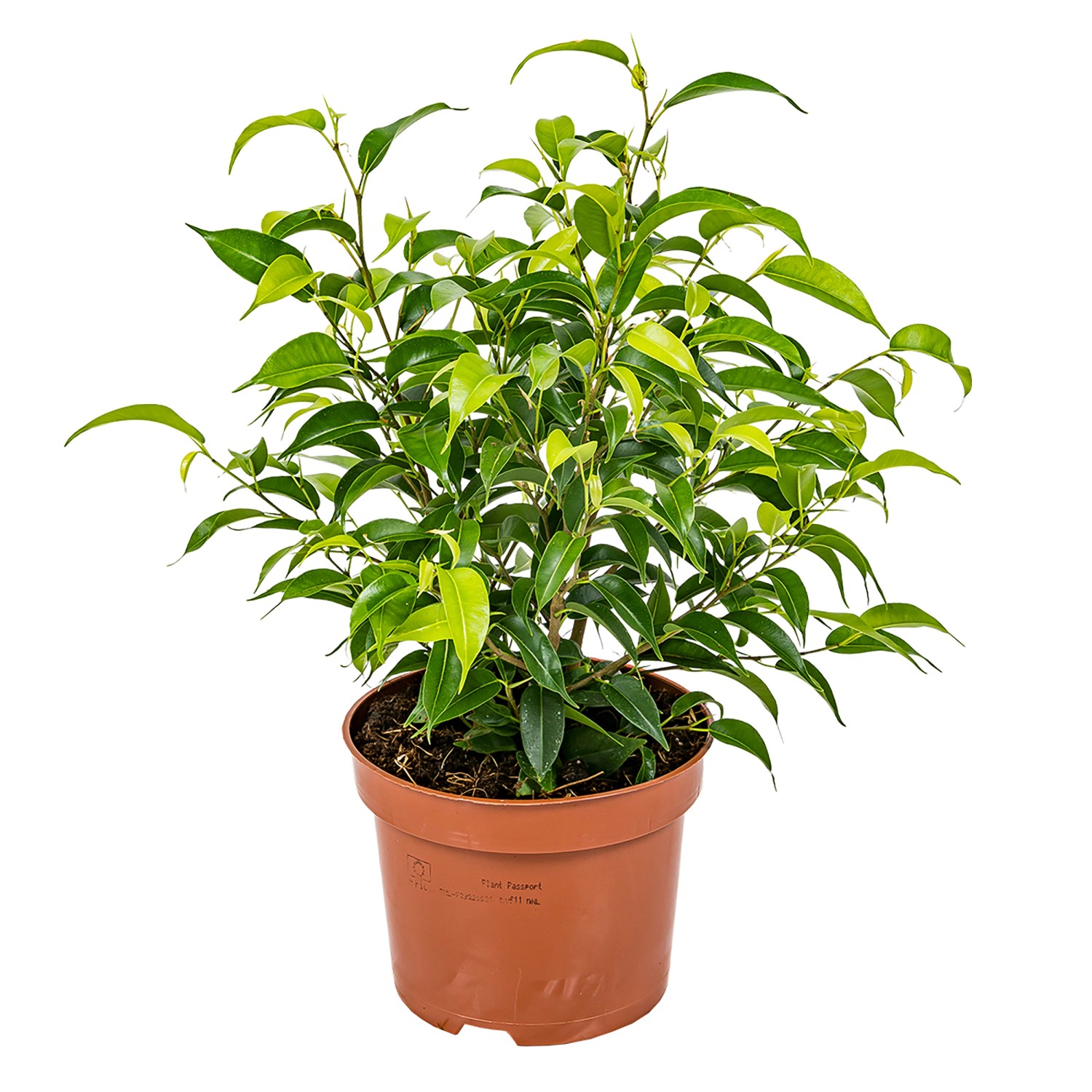 GROW by OBI Birkenfeige Natasja Höhe ca. 30 cm Topf-Ø ca. 12cm Ficus benjam günstig online kaufen