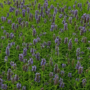 Dichtes Feld blühender KasKaschmir Katzenminze Neptune, Nepeta nervosa, mit blauen Blütenähren und grünen Blättern. Gartenstaude.