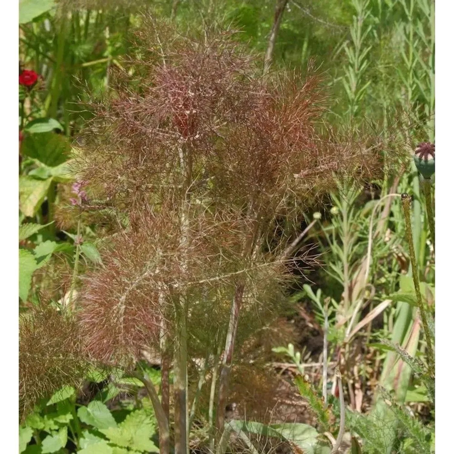 Purpur Fenchel - Foeniculum vulgare