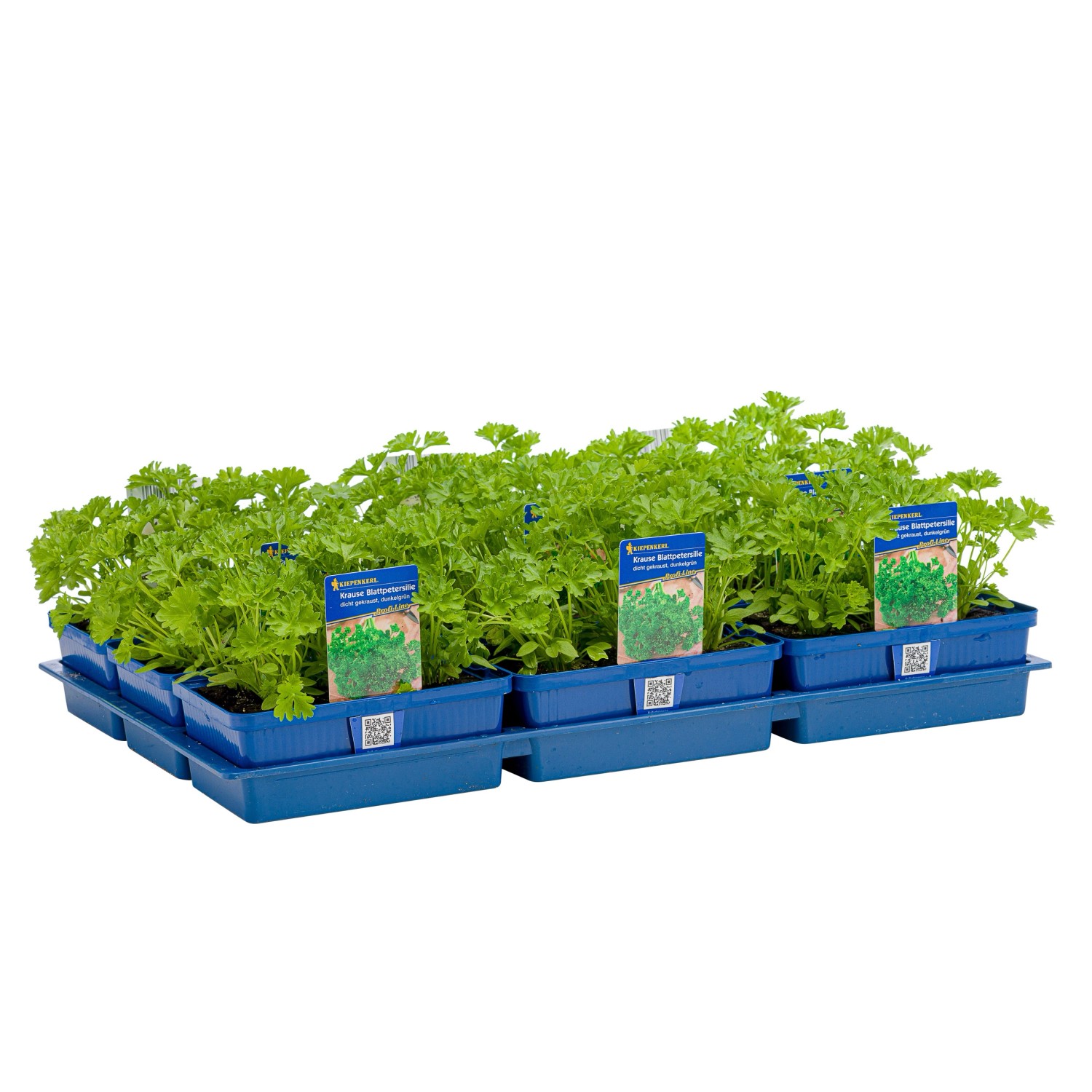 Kiepenkerl Petersilie Kraus 6er Schale Petroselinum crispum