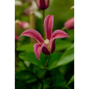 Nahaufnahme einer rosa Clematis Texensis 'Princess Diana' Blüte mit grünen Blättern.