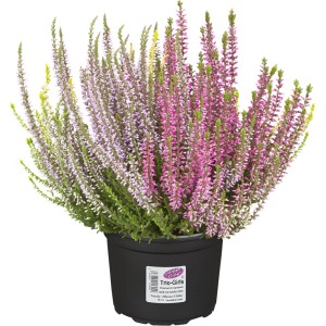 Knospenblüher-Heide Garden Girls Trio im Topf, verschiedene Farben. Winterharte Balkonpflanze.