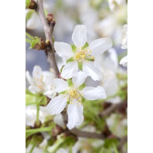 Nahaufnahme der weißen Blüten der Prunus Incisa Zierkirsche mit gelben Staubgefäßen.