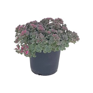 Mauerpfeffer (Sedum Hybriden) im Topf, ca. 17 cm Ø, mit rosa Blütenständen.
