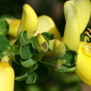Edelginster 'Luna' Cytisus 40 bis 60 cm im Container Kompakt Wachsend